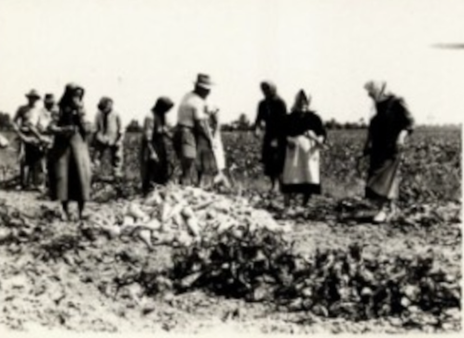 Mostra fotografica “Cooperazione in campo. Il lavoro delle donne negli anni della grande trasformazione dell’agricoltura (1945-1980)